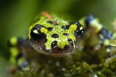 Gemarmorter Newt, Triturus marmoratus im Wasser, Kamm stockfoto Gemarmorter Newt, Triturus marmoratus im Wasser, Kamm stockfoto