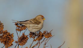 Gemeenschappelijke flammea van Redpoll - Carduelis-/Acanthis-flammea stock afbeelding Gemeenschappelijke flammea van Redpoll - Carduelis-/Acanthis-flammea stock afbeelding