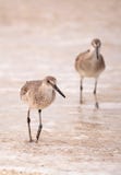 Gemeenschappelijke Watersnipshorebird gallinago van Gallinago voedert voor voedsel stock fotografie Gemeenschappelijke Watersnipshorebird gallinago van Gallinago voedert voor voedsel stock fotografie
