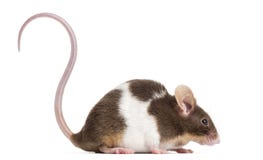 Gemeine Hausmaus, Mus-Musculus, lokalisiert auf whi Gemeine Hausmaus, Mus-Musculus, lokalisiert auf whi