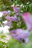 Gemeiner im Frühjahr Park des lila Syringa lizenzfreie stockfotos Gemeiner im Frühjahr Park des lila Syringa lizenzfreie stockfotos