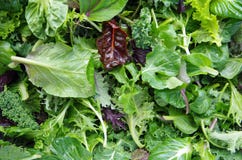 Gemengde greens van het saladegebied royalty-vrije stock foto's Gemengde greens van het saladegebied royalty-vrije stock foto's