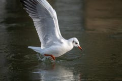 Gemensam havsfiskmås som att närma sig en djupfryst flod royaltyfria bilder Gemensam havsfiskmås som att närma sig en djupfryst flod royaltyfria bilder