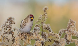 Gemensam Redpoll - Acanthis flammea/Carduelisflammea fotografering för bildbyråer Gemensam Redpoll - Acanthis flammea/Carduelisflammea fotografering för bildbyråer