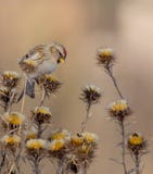Gemensam Redpoll - Acanthis flammea/Carduelisflammea arkivfoto Gemensam Redpoll - Acanthis flammea/Carduelisflammea arkivfoto