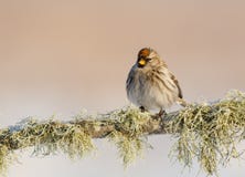 Gemensam Redpoll - Acanthis flammea fotografering för bildbyråer Gemensam Redpoll - Acanthis flammea fotografering för bildbyråer