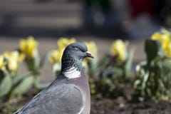 Gemensam träduva på en suddig bakgrund av gröna och gula blommor royaltyfri bild Gemensam träduva på en suddig bakgrund av gröna och gula blommor royaltyfri bild