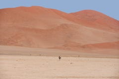 Desert Gemsbok royalty free stock photos Desert Gemsbok royalty free stock photos