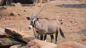 Gemsbok, gazelle d'onyx, Gemsbok dominant images libres de droits Gemsbok, gazelle d'onyx, Gemsbok dominant images libres de droits