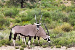 Gemsbok, Oryx gazella in Kalahari stock image Gemsbok, Oryx gazella in Kalahari stock image