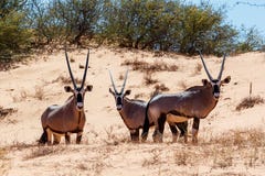 Gemsbok, Oryx gazella on sand dune royalty free stock image Gemsbok, Oryx gazella on sand dune royalty free stock image