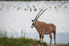Gemsbok que coloca el agua cercana Fotografía de archivo Gemsbok que coloca el agua cercana Fotografía de archivo