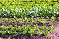 Gemüsegarten Gemüsegarten