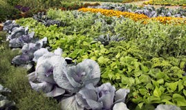 Gemüsegarten mit Mischkulturen stockbilder Gemüsegarten mit Mischkulturen stockbilder