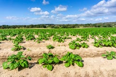 Gemüsegartenkartoffelplantagen aus den Grund, Konzept eco lizenzfreie stockfotografie Gemüsegartenkartoffelplantagen aus den Grund, Konzept eco lizenzfreie stockfotografie