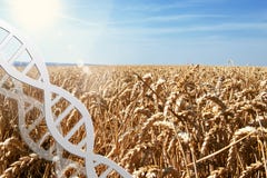 Gen que corrige, hélice de la DNA en el campo de trigo fotografía de archivo Gen que corrige, hélice de la DNA en el campo de trigo fotografía de archivo