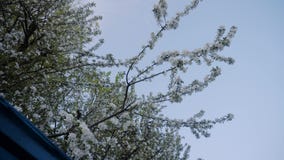 General plan of a beautiful flowering Apple tree in the spring. Wonderful beautiful tree against the blue sky. stock footage General plan of a beautiful flowering Apple tree in the spring. Wonderful beautiful tree against the blue sky. stock footage