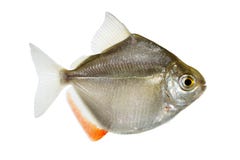 Genere metynnis del dollaro d'argento che istruiscono il pesce dell'acquario fotografia stock libera da diritti Genere metynnis del dollaro d'argento che istruiscono il pesce dell'acquario fotografia stock libera da diritti