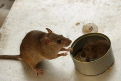 Generi il topo che guarda il suo piccolo cucciolo mangiare il riso dentro Tin Can immagine stock libera da diritti Generi il topo che guarda il suo piccolo cucciolo mangiare il riso dentro Tin Can immagine stock libera da diritti