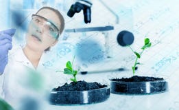 Genetically доработанный завод испытанный в чашка Петри. Стоковая Фотография RF Genetically доработанный завод испытанный в чашка Петри. Стоковая Фотография RF
