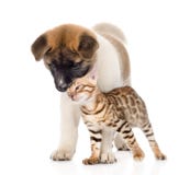 Gentle Akita inu puppy dog and affectionate bengal kitten. isolated on white Stock Image Gentle Akita inu puppy dog and affectionate bengal kitten. isolated on white Stock Image