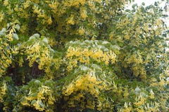 Gentle flowers of linden tree among lush bright greenery under t Stock Images Gentle flowers of linden tree among lush bright greenery under t Stock Images