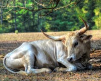 Texas Lonhorn Cattle - Gentle Giant