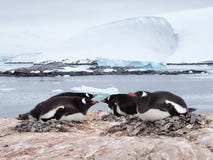 Gentoo penguin στοκ εικόνα Gentoo penguin στοκ εικόνα