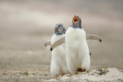 Gentoo penguin chick chasing its sibling on a sandy coast stock photo Gentoo penguin chick chasing its sibling on a sandy coast stock photo