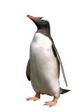 Gentoo penguin with clipping path