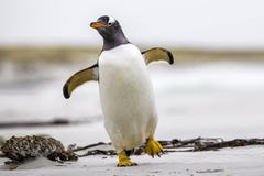 Gentoo Penguin (Pygoscelis papua) walking with wings spread. Fal
