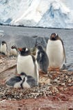 Gentoo penguin with chicks, in front of a glacier, in Antarctica stock images Gentoo penguin with chicks, in front of a glacier, in Antarctica stock images