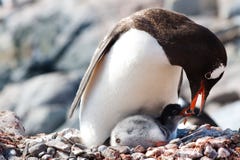 gentoo σίτισης penguin στοκ εικόνες gentoo σίτισης penguin στοκ εικόνες
