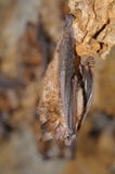 Geoffroy`s bat Myotis emarginatus stock images Geoffroy`s bat Myotis emarginatus stock images