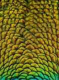 Geometric Patterns And Design In Colorful Peacock Feathers