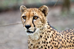 Gepard, Acinonyx jubatus, piękny ssaka zwierzę w zoo zdjęcia royalty free Gepard, Acinonyx jubatus, piękny ssaka zwierzę w zoo zdjęcia royalty free