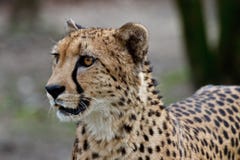 Gepard, Acinonyx jubatus, piękny ssaka zwierzę w zoo fotografia stock Gepard, Acinonyx jubatus, piękny ssaka zwierzę w zoo fotografia stock
