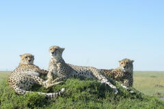 Gepard, der auf einem Hügel auf Savanne sitzt Lizenzfreie Stockbilder Gepard, der auf einem Hügel auf Savanne sitzt Lizenzfreie Stockbilder