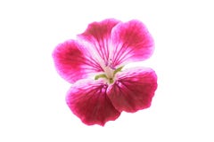 Pelargonium grandiflorum Imperial royalty free stock photo Pelargonium grandiflorum Imperial royalty free stock photo