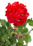 Geranium Flowers Stock Images Geranium Flowers Stock Images