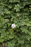 Fresh leaves and flowers of Geranium macrorrhizum stock images Fresh leaves and flowers of Geranium macrorrhizum stock images