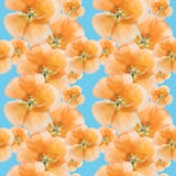 Geranium, pelargonium. Seamless pattern texture of flowers. Flor Stock Photo Geranium, pelargonium. Seamless pattern texture of flowers. Flor Stock Photo