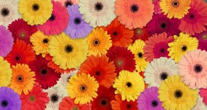Gerber Daisies Stock Photo Gerber Daisies Stock Photo