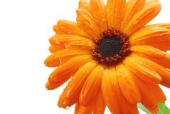 Gerber orange images libres de droits Gerber orange images libres de droits