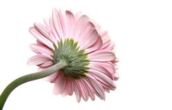 Gerbera Stock Photos Gerbera Stock Photos