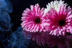 Gerbera cor-de-rosa em um fundo preto com gotas da ?gua ilustração royalty free Gerbera cor-de-rosa em um fundo preto com gotas da ?gua ilustração royalty free