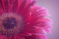 Gerbera flower beautiful and blossom violet drop background Stock Photo Gerbera flower beautiful and blossom violet drop background Stock Photo