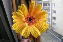 Gerbera giallo arancione alla finestra immagine stock Gerbera giallo arancione alla finestra immagine stock