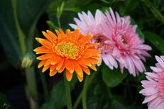 Gerbera jamesonii lizenzfreie stockfotografie Gerbera jamesonii lizenzfreie stockfotografie