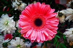 Gerbera y crisantemo rosados foto de archivo libre de regalías Gerbera y crisantemo rosados foto de archivo libre de regalías